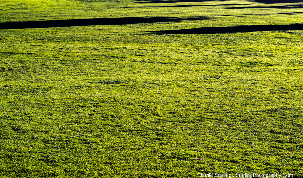 A serene scene in nature, showcasing a field of vibrant green grass under the soft evening sunlight, captured through the mindful art of photography, inviting viewers to appreciate the simple, quiet moments of life.