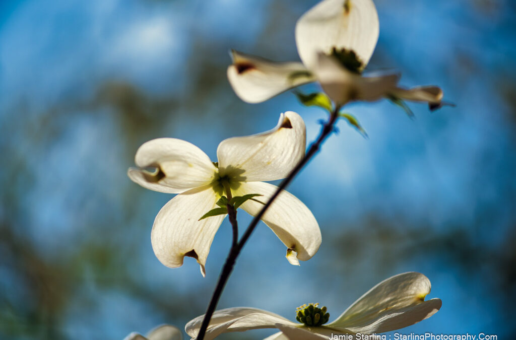 The Secret to Mindfulness : Lessons from a Dogwood Tree