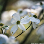 Delicate white dogwood flowers in focus with a blurred background, symbolizing the importance of embracing the natural flow of life and finding balance.