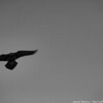 A striking black and white image of a raven soaring in the open sky, its wings spread wide, symbolizing the journey to self-realization and understanding our interconnected nature.