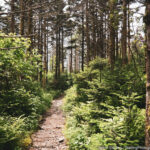 A winding path through a lush green forest with tall trees, symbolizing the journey of breaking free from confining belief systems and exploring new perspectives.