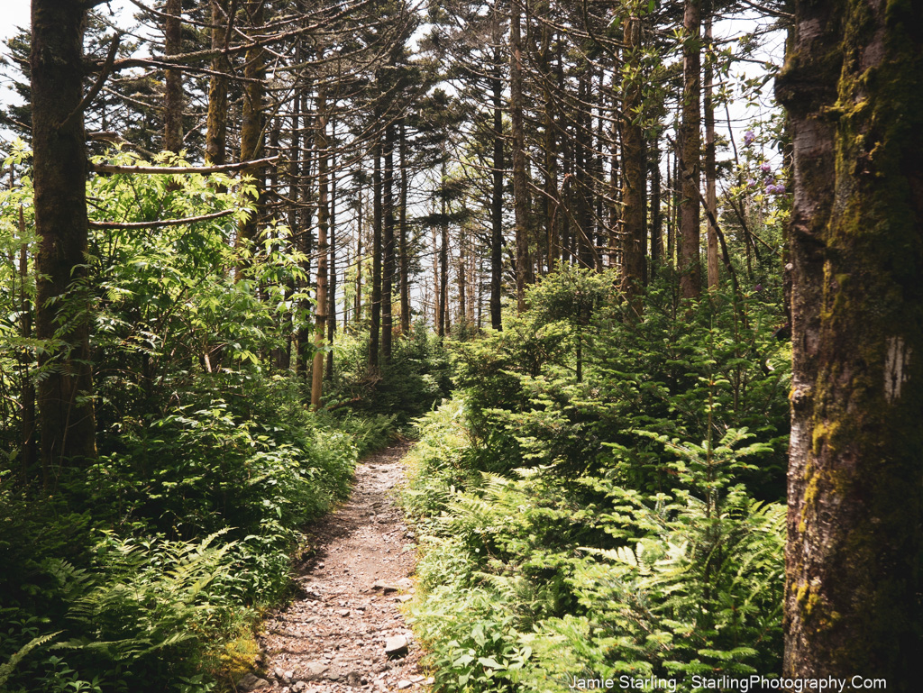 A winding path through a lush green forest with tall trees, symbolizing the journey of breaking free from confining belief systems and exploring new perspectives.