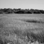 Black-and-white photo of a vast field with tall, swaying grass, representing the journey of carving one's own path in life and finding clarity through self-discovery.