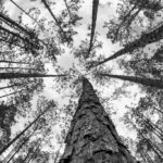 A black-and-white photo of tall pine trees seen from below, their branches creating a canopy against the sky, symbolizing the tranquility and wisdom found in nature.