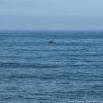 A peaceful ocean scene with a distant rock formation, representing the journey of self-discovery and the courage to embrace and share one's truth.