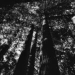 An upward view of tall trees with sunlight filtering through the branches, evoking a sense of resilience and the beauty of loving life.