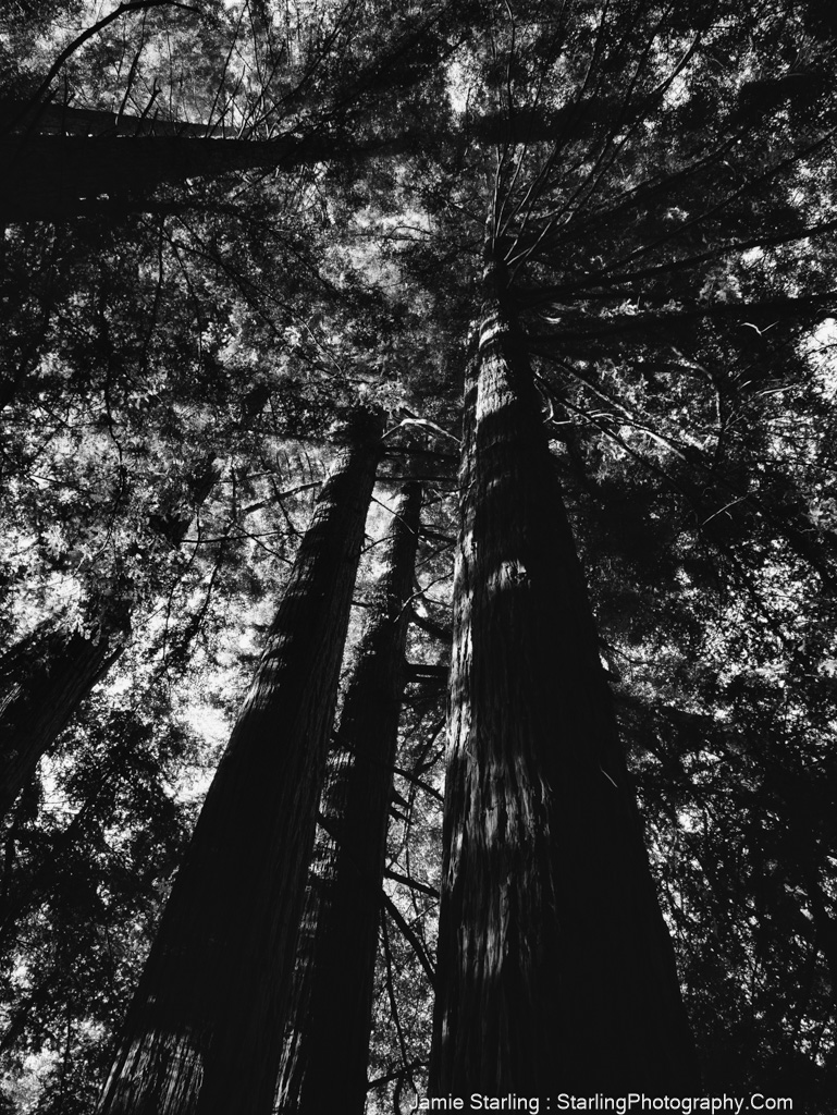 An upward view of tall trees with sunlight filtering through the branches, evoking a sense of resilience and the beauty of loving life.