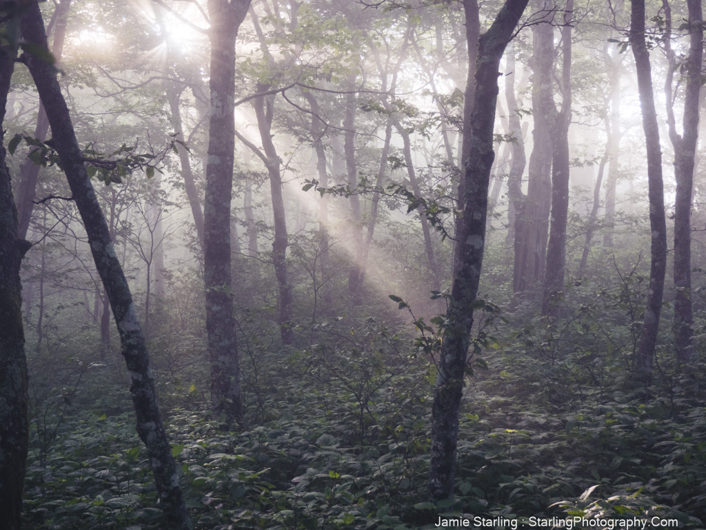 Sunlight filtering through a misty forest, symbolizing the journey of looking beyond surface appearances to uncover deeper truths and insights.