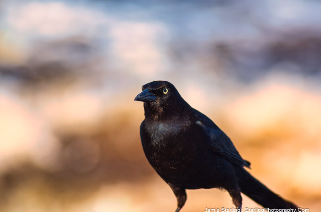 Flowing with the Wind : Practical Insights from the Grackle’s Journey