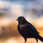 A grackle bird with keen eyes and sleek black feathers stands out against a blurred, natural background, symbolizing awareness and adaptability.