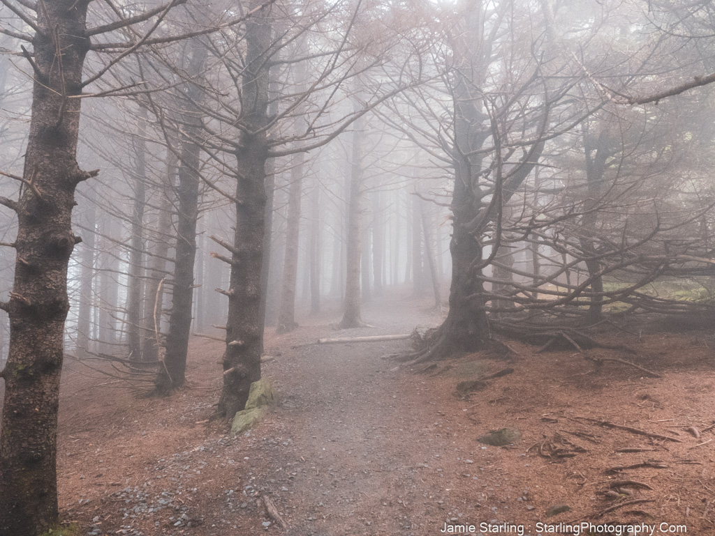 A tranquil forest path bathed in fog, symbolizing life's journey and the importance of finding hope and joy amidst challenges.