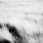 A black-and-white photograph of tall grass moving in the wind, symbolizing life's constant flow and the balance between being grounded and reaching for aspirations.