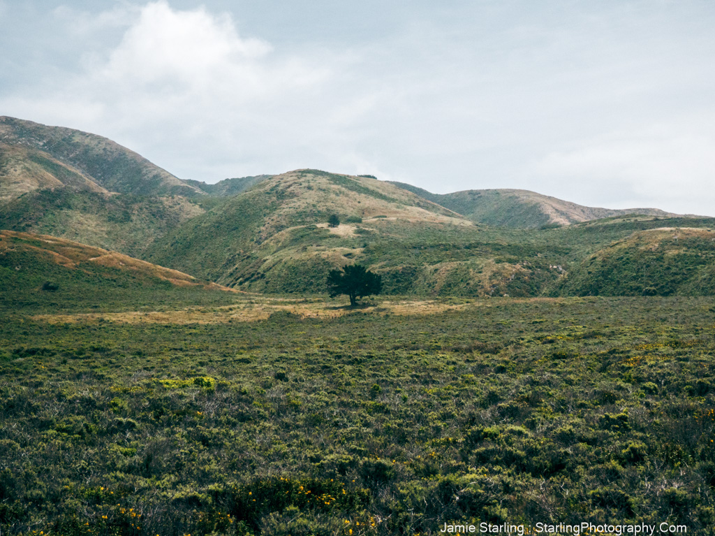 A lone tree in a vast, green hilly landscape, representing the strength found in solitude and the beauty of life's journey.