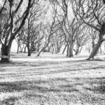 A tranquil black-and-white photo of a grove of ancient trees with intricate branches and a play of light and shadow, evoking a sense of calm and appreciation for nature's beauty.