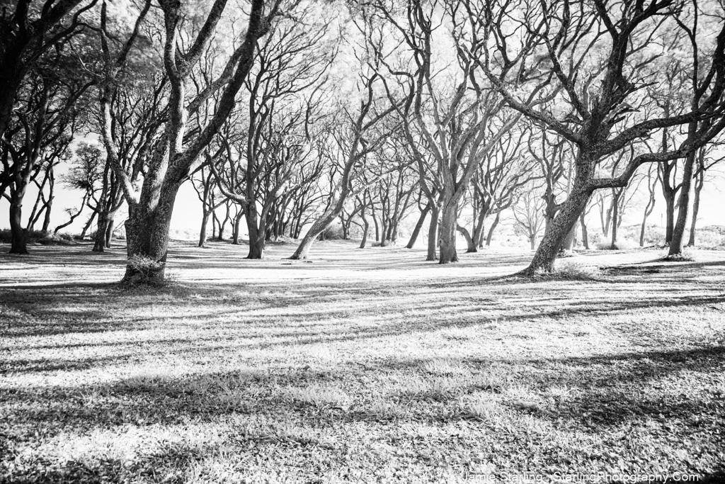 A tranquil black-and-white photo of a grove of ancient trees with intricate branches and a play of light and shadow, evoking a sense of calm and appreciation for nature's beauty.