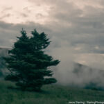 A lone tree stands in a mist-covered landscape, symbolizing the journey from holding onto anger and certainty to discovering clarity and truth.