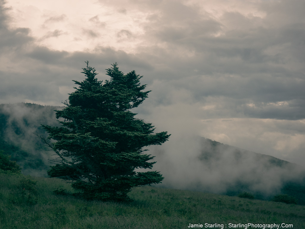 A lone tree stands in a mist-covered landscape, symbolizing the journey from holding onto anger and certainty to discovering clarity and truth.