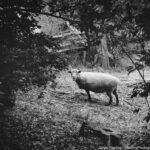 A black and white image of a sheep standing alone in a forest clearing, representing the journey towards self-awareness and recognizing our shared reality.