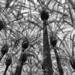 Black-and-white photo of tall palm trees shot from below, with their fronds forming a complex pattern against the sky, inviting viewers to appreciate the unnoticed beauty in everyday life.