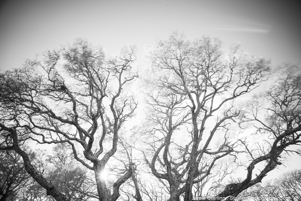 A striking black and white photograph of tree branches stretching towards the sky, with sunlight shining through, capturing the essence of life's intricate patterns and hidden wisdom.