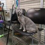 A gray cat sitting on a chair, looking up with curious eyes, representing the sweet bond and life-changing experience of adopting a pet.