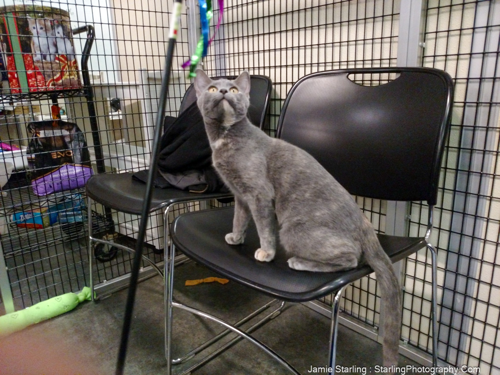 A gray cat sitting on a chair, looking up with curious eyes, representing the sweet bond and life-changing experience of adopting a pet.