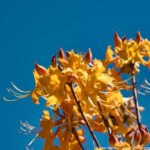 A close-up of bright yellow flowers set against a clear blue sky, representing the beauty and wisdom found in nature.