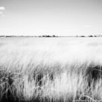 Black and white photo of a meadow with tall grass swaying in the wind, representing flexibility and resilience on the journey of self-discovery.