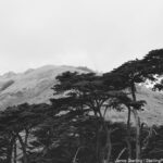 A black and white photo of peaceful hills and tall trees, representing the idea that individual actions can contribute to creating a harmonious and peaceful world.