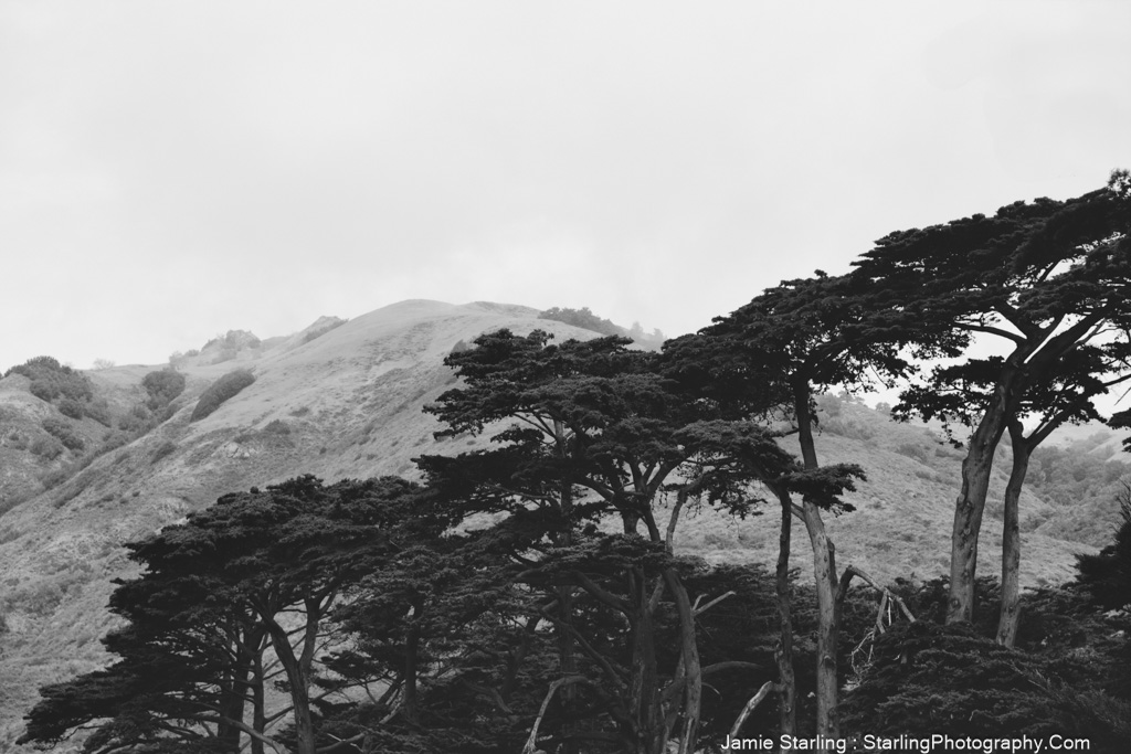 A black and white photo of peaceful hills and tall trees, representing the idea that individual actions can contribute to creating a harmonious and peaceful world.