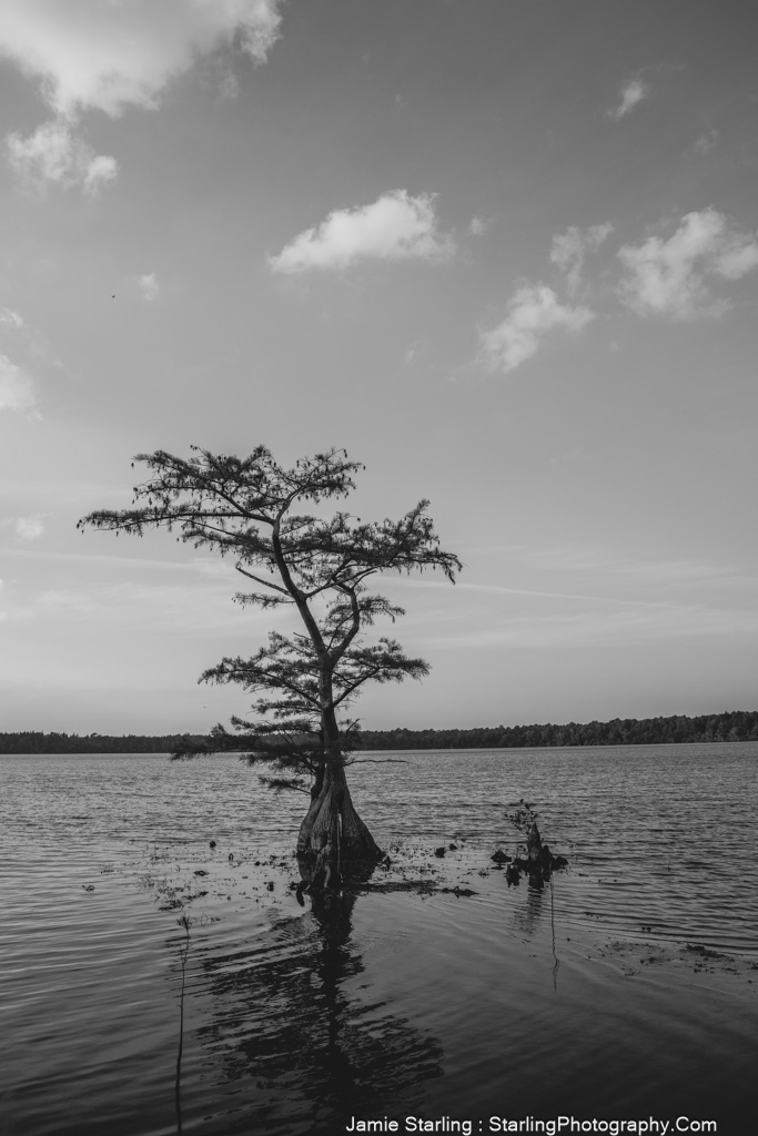 Lone tree standing in calm water, reflecting resilience and strength in a peaceful black-and-white setting.