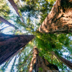 Looking up at towering redwoods with sunlight filtering through, symbolizing resilience, growth, and the harmony of living in tune with nature and life’s challenges.