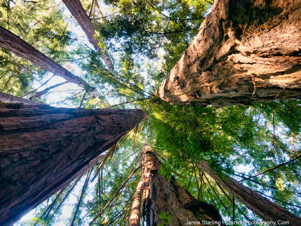 Looking up at towering redwoods with sunlight filtering through, symbolizing resilience, growth, and the harmony of living in tune with nature and life's challenges.