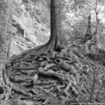 A black and white image of intricate tree roots spreading through the earth, symbolizing the strength and stability that comes from strong foundations and connections.