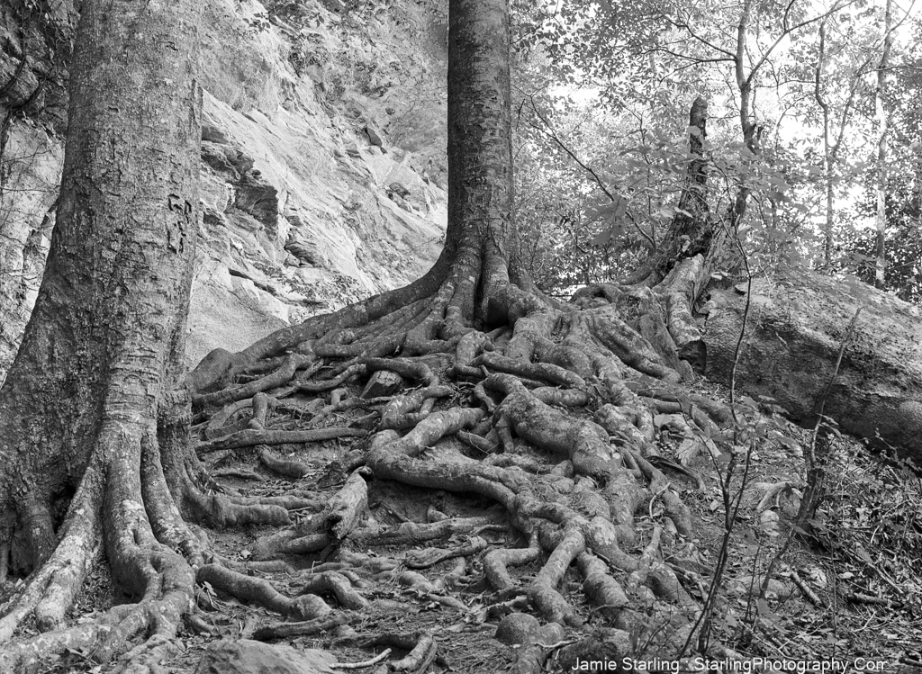 A black and white image of intricate tree roots spreading through the earth, symbolizing the strength and stability that comes from strong foundations and connections.