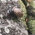 A close-up of a snail slowly moving across a moss-covered rock, symbolizing the deliberate journey of questioning norms and finding your own path.