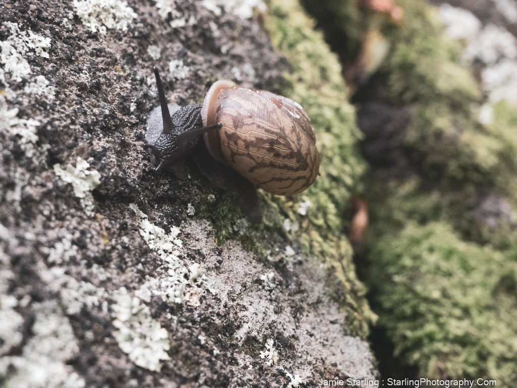 A close-up of a snail slowly moving across a moss-covered rock, symbolizing the deliberate journey of questioning norms and finding your own path.