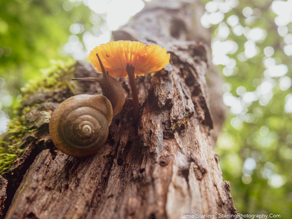 Close-up of a snail climbing toward a bright orange mushroom on a tree, symbolizing the infinite possibilities in life and art, inviting exploration and mindfulness.