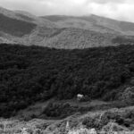 A black-and-white image of a solitary cabin in a vast landscape of rolling hills and dense forests, capturing the essence of resilience and the beauty of an un-average life.