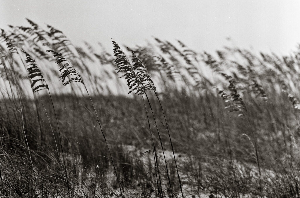 Finding Strength in Flexibility : How the Gentle Sway of Grasses Teaches Us to Embrace Life’s Changes with Grace and Resilience