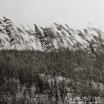 Tall grasses swaying gently in the wind, symbolizing resilience, flexibility, and the strength that comes from adapting to life’s changes.