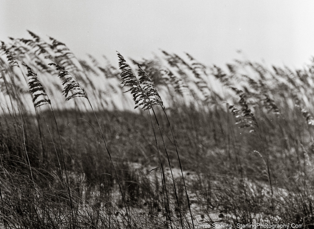 Tall grasses swaying gently in the wind, symbolizing resilience, flexibility, and the strength that comes from adapting to life's changes.