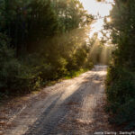 A sunlit dirt path winding through a dense forest, symbolizing life’s journey and the stories told through light, shadow, and the passage of time.