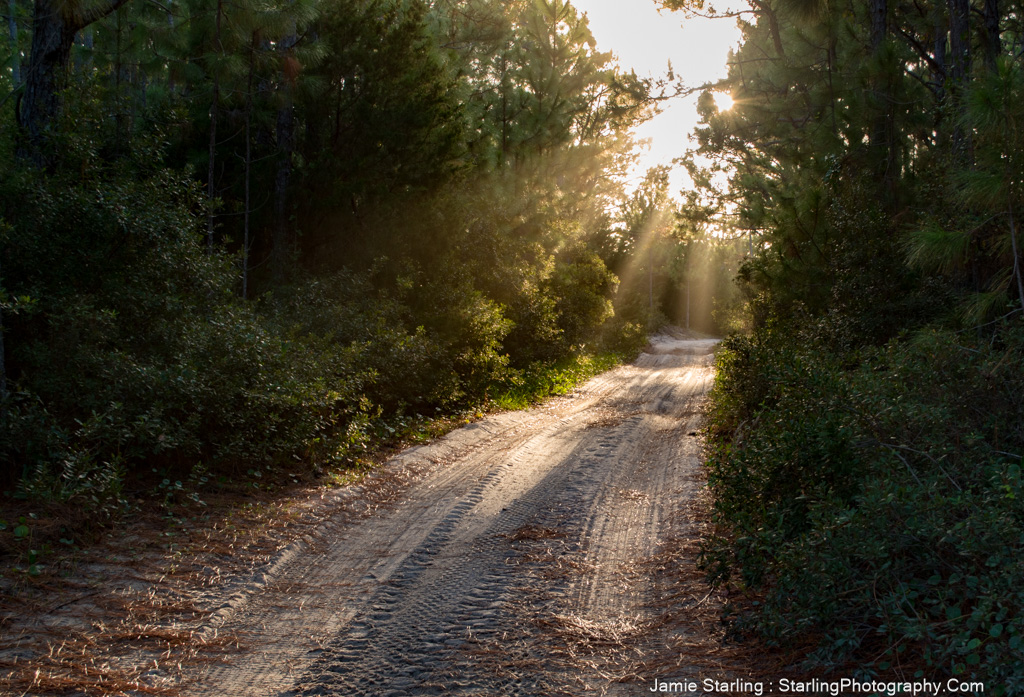 A sunlit dirt path winding through a dense forest, symbolizing life's journey and the stories told through light, shadow, and the passage of time.