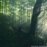 A sunlit forest path with rays of light filtering through the trees, representing the journey of spiritual reflection through nature, where light and shadow reveal deeper truths.