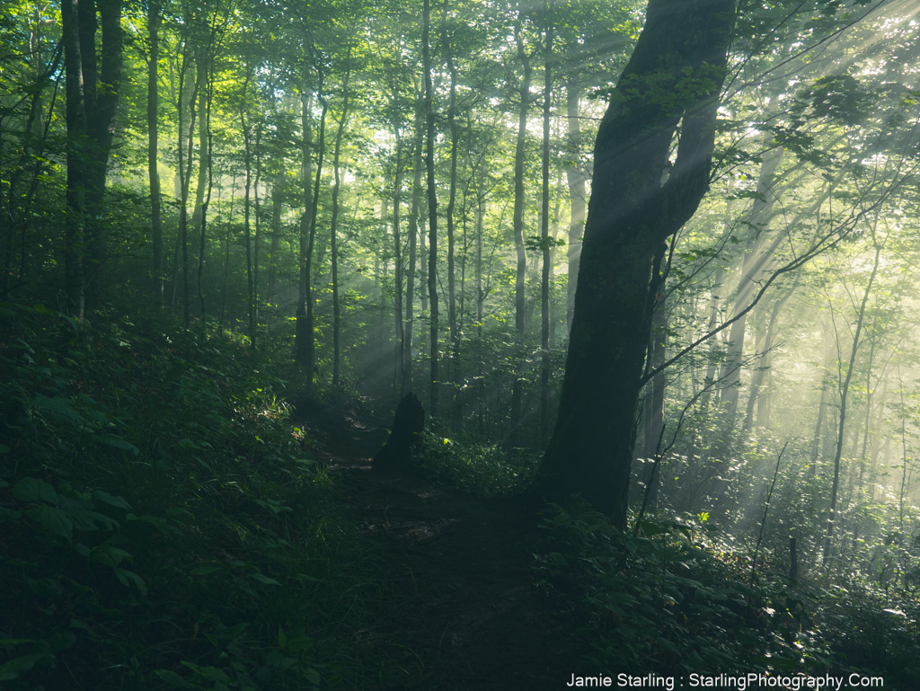 A sunlit forest path with rays of light filtering through the trees, representing the journey of spiritual reflection through nature, where light and shadow reveal deeper truths.