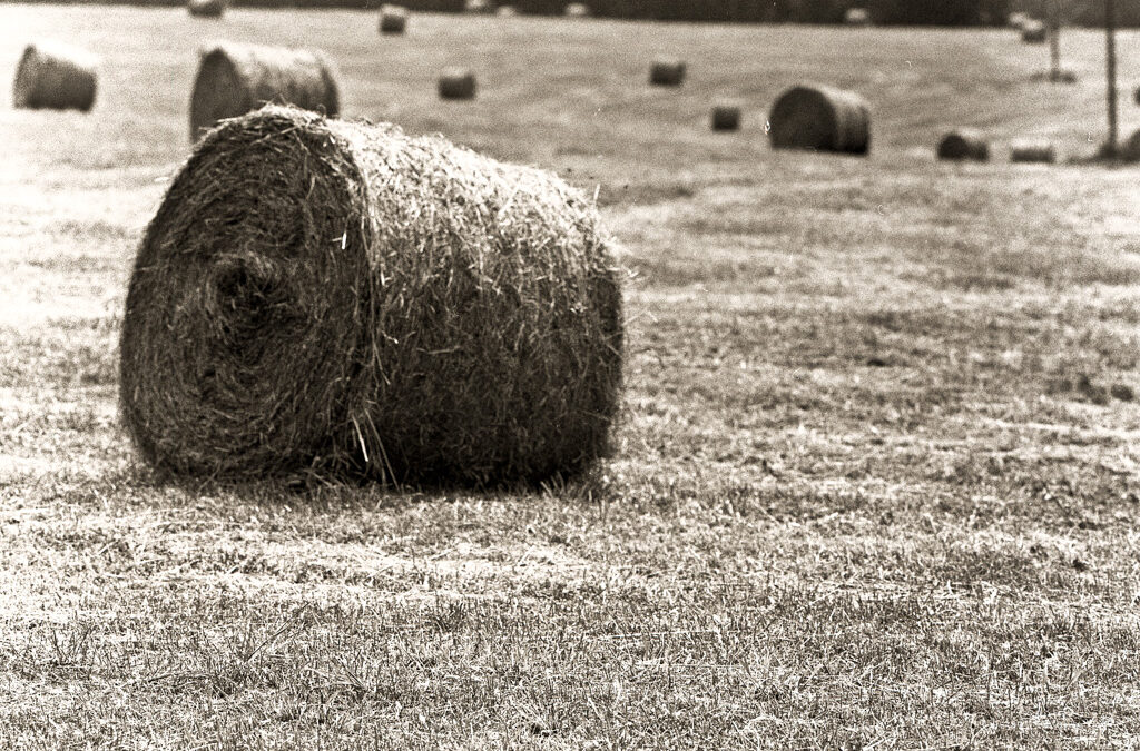 The Calm After the Harvest : Resting in the Field