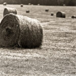 A serene image of hay bales scattered across a field, symbolizing patience, dedication, and the fulfillment that comes from trusting the natural cycles of life.