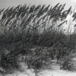 Tall grasses swaying gently in the wind on a coastal dune, symbolizing resilience and the strength that comes from flexibility and adaptability.