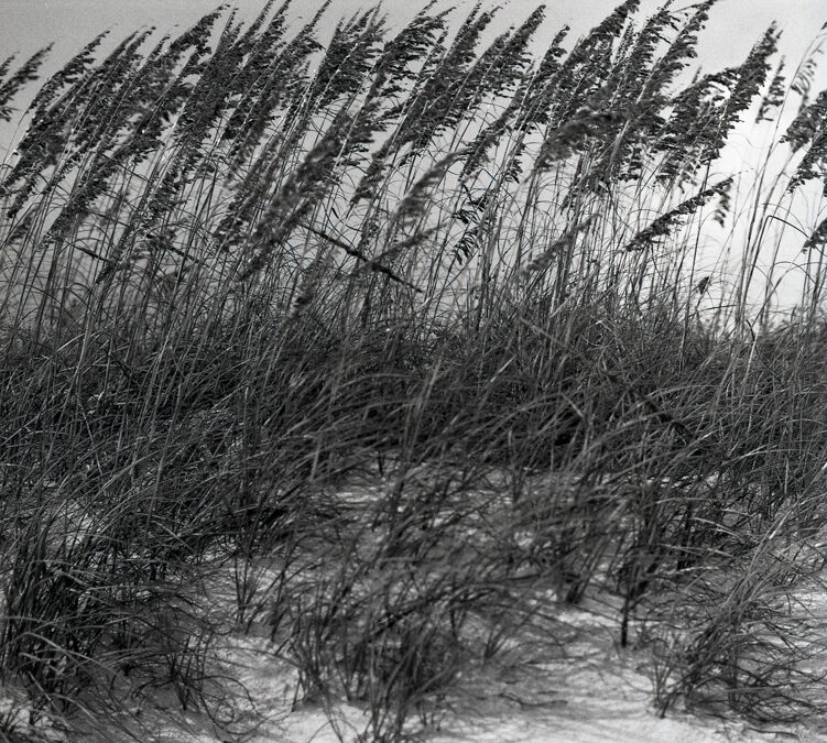 Embracing Flexibility : How Windswept Grasses Teach Us the Art of Resilience in Life’s Storms